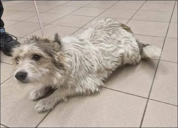 Znaleziono psa, Grudziądz, 28 listopada 2024