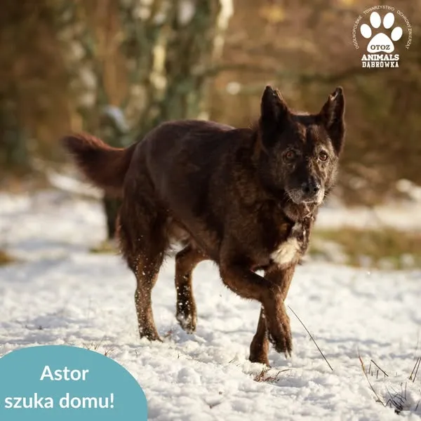Pies do adopcji, Dąbrówka, 29 listopada 2024 (2/5)