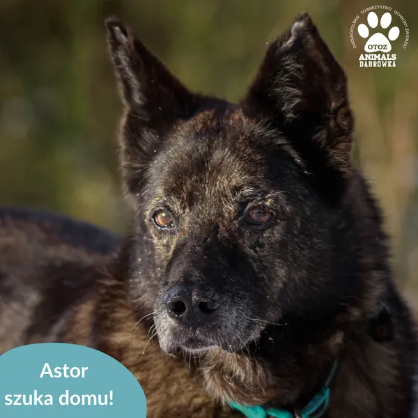 Pies do adopcji, Dąbrówka, 29 listopada 2024 (5/5)