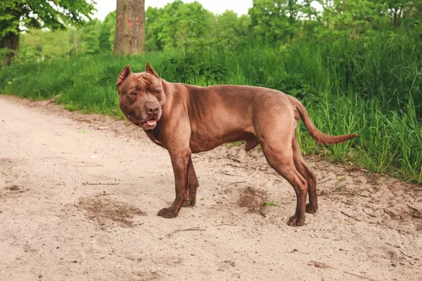 Pies do adopcji, Henrykowo, 27 października 2023 (1/5)