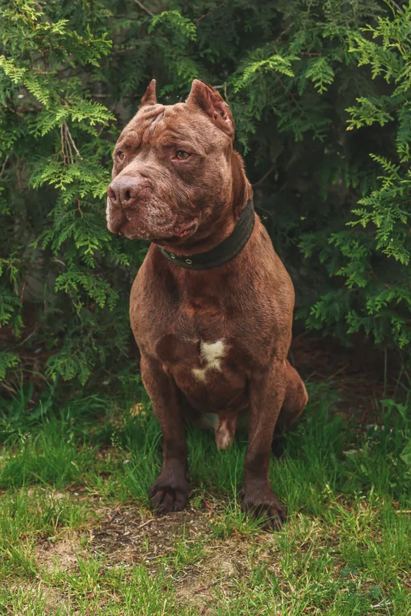 Pies do adopcji, Henrykowo, 27 października 2023 (4/5)