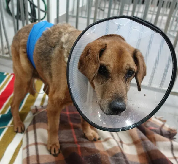 Znaleziono psa, Gdańsk, 29 listopada 2024