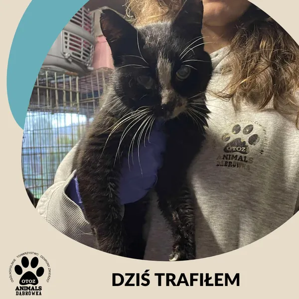 Znaleziono kota, Dąbrówka, 27 listopada 2024