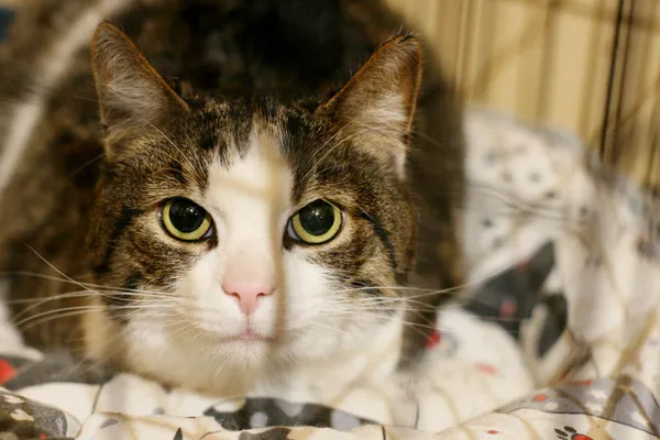 Znaleziono kota, Wałbrzych, 26 listopada 2024