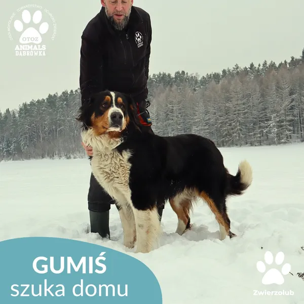 Znaleziono psa, Dąbrówka, 14 stycznia 2026 (2/4)