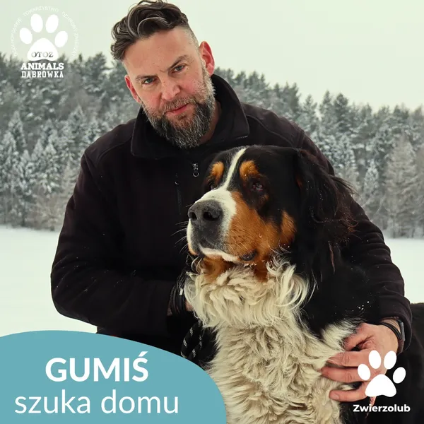 Znaleziono psa, Dąbrówka, 14 stycznia 2026 (4/4)