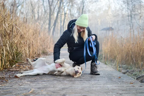 Znaleziono psa, Sosnowiec, 20 listopada 2024 (1/5)