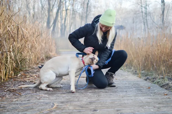 Znaleziono psa, Sosnowiec, 20 listopada 2024 (2/5)