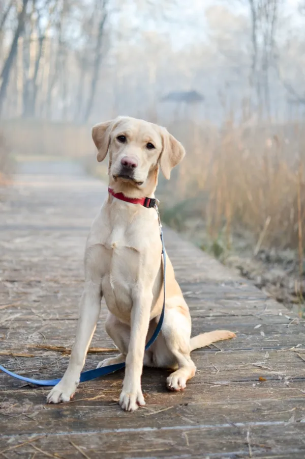 Znaleziono psa, Sosnowiec, 20 listopada 2024 (3/5)