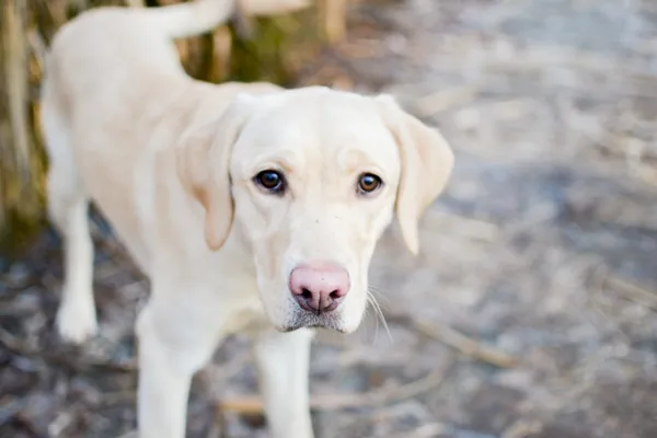 Znaleziono psa, Sosnowiec, 20 listopada 2024 (4/5)