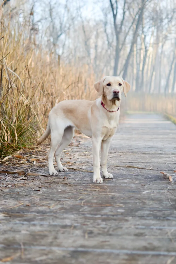 Znaleziono psa, Sosnowiec, 20 listopada 2024 (5/5)