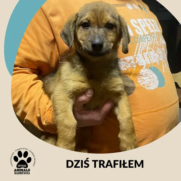 Znaleziono psa, Dąbrówka, 19 listopada 2024