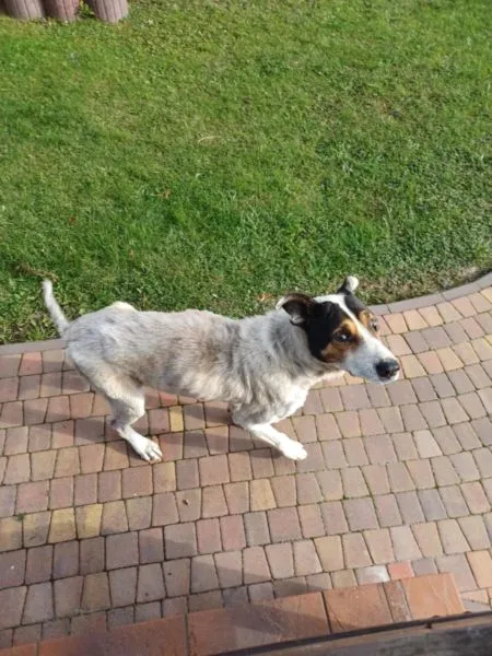 Pies do adopcji, Radom, 3 listopada 2024