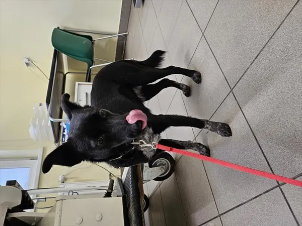 Pies do adopcji, Choszczno, 15 listopada 2024