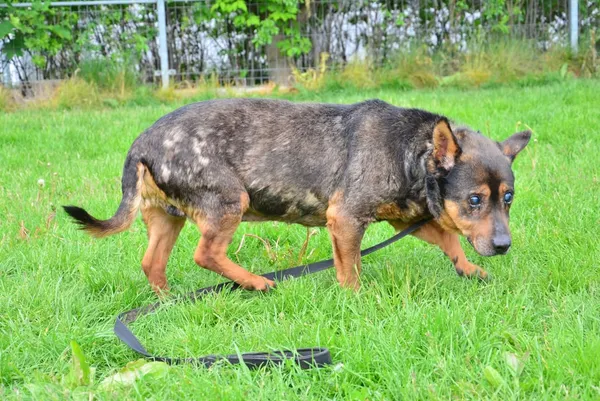 Znaleziono psa, Lublin, 29 listopada 2024