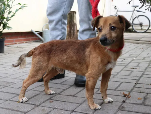 Znaleziono psa, Łódź, 29 listopada 2024 (2/5)