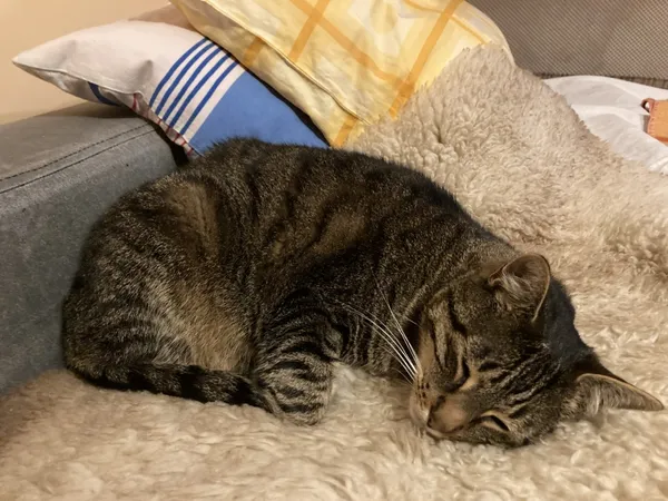 Zaginął kot, Łódź, 1 grudnia 2024