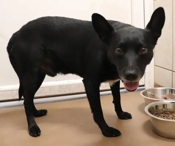 Znaleziono psa, Łódź, 1 grudnia 2024 (2/5)