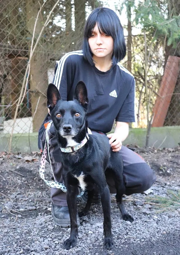 Znaleziono psa, Łódź, 1 grudnia 2024 (4/5)