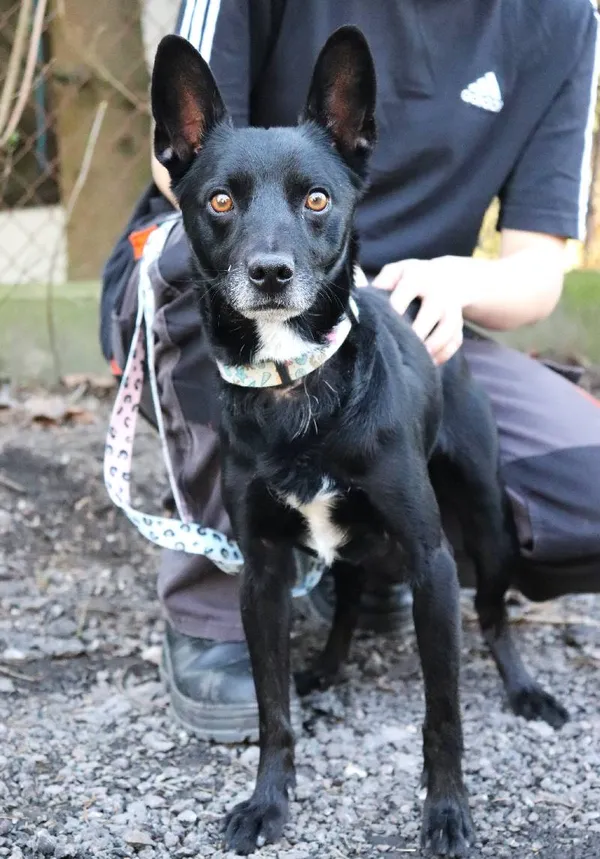 Znaleziono psa, Łódź, 1 grudnia 2024 (5/5)