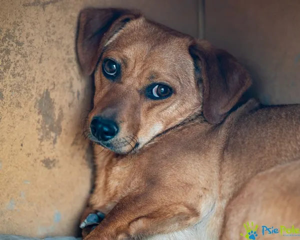 Znaleziono psa, Racławice, 3 grudnia 2024 (1/5)