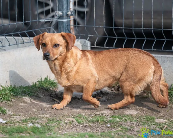 Znaleziono psa, Racławice, 3 grudnia 2024 (4/5)