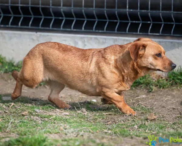 Znaleziono psa, Racławice, 3 grudnia 2024 (5/5)
