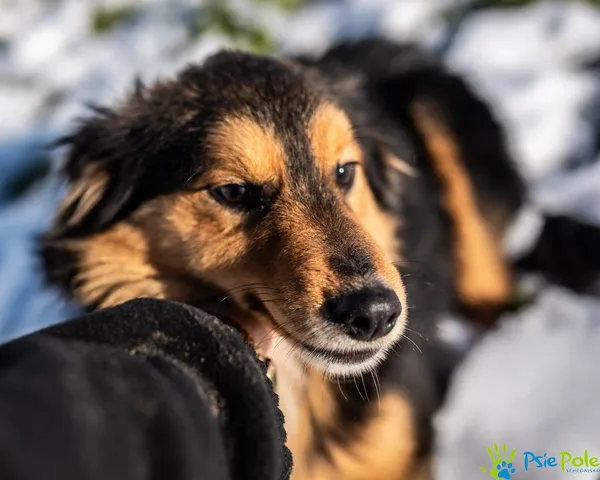 Znaleziono psa, Racławice, 2 grudnia 2024 (2/5)