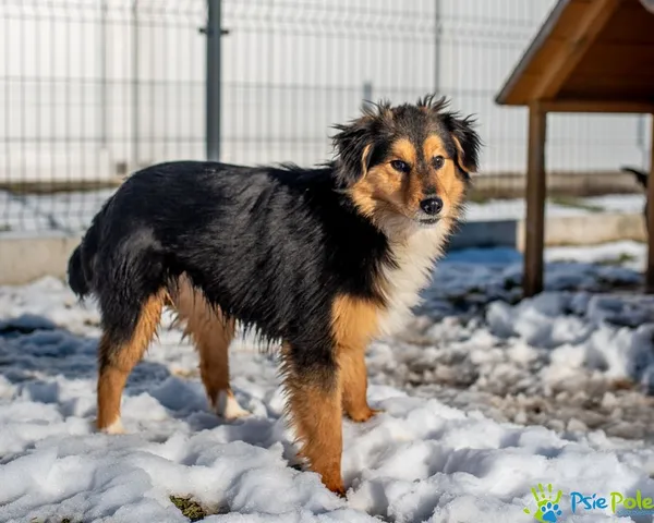 Znaleziono psa, Racławice, 2 grudnia 2024 (3/5)