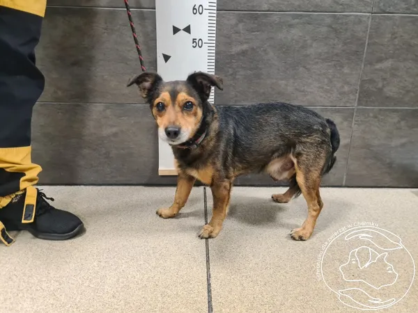 Znaleziono psa, Chełmek, 4 grudnia 2024