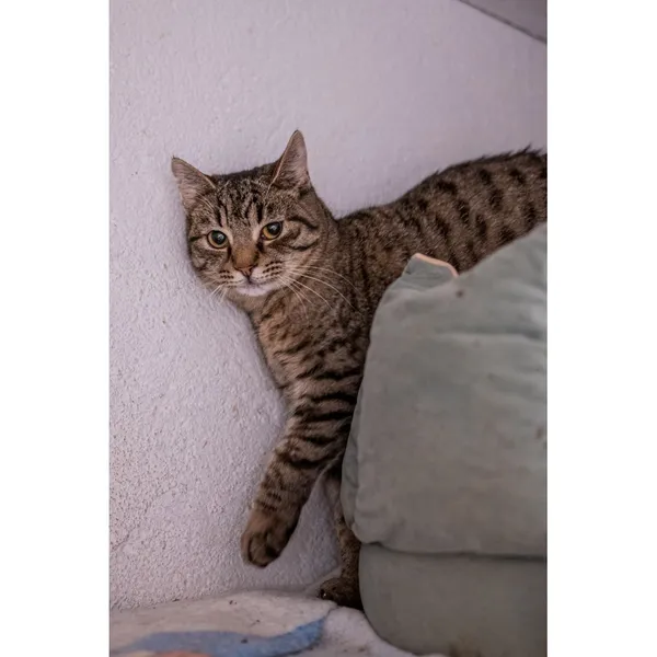 Znaleziono kota, Białystok, 25 lipca 2024 (2/3)