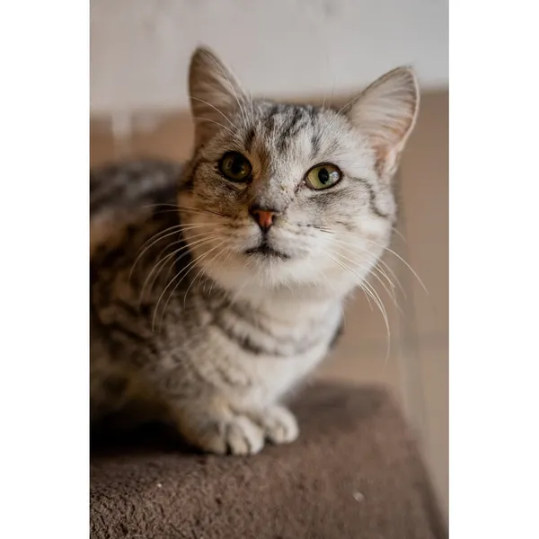 Znaleziono kota, Białystok, 24 lipca 2024 (1/5)