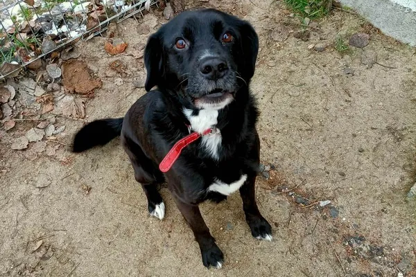 Znaleziono psa, Wałbrzych, 28 listopada 2024 (1/2)