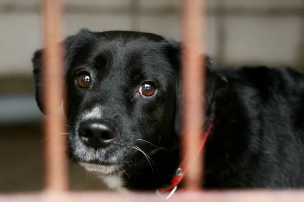 Znaleziono psa, Wałbrzych, 28 listopada 2024 (2/2)