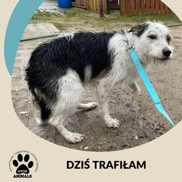 Znaleziono psa, Dąbrówka, 4 grudnia 2024