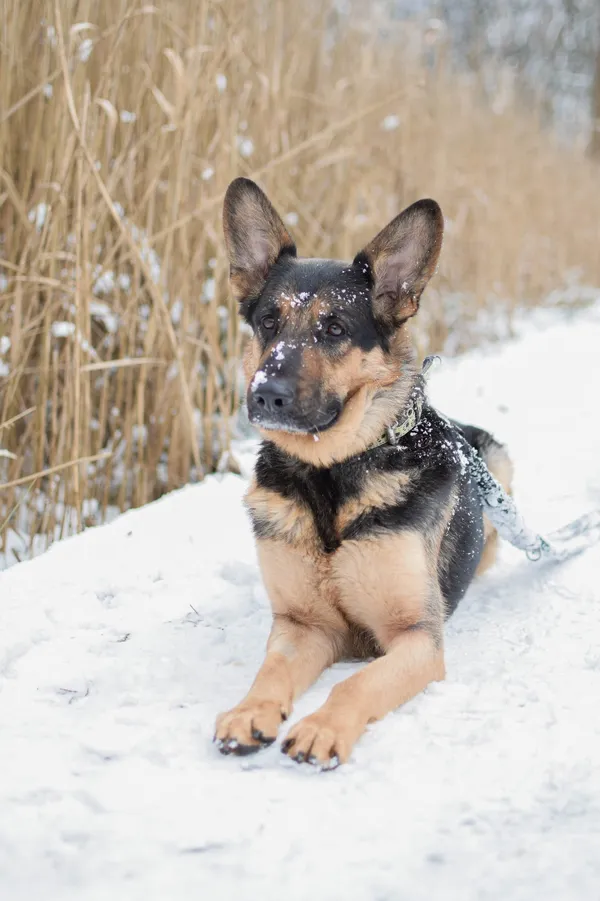 Znaleziono psa, Sosnowiec, 1 grudnia 2024 (1/5)