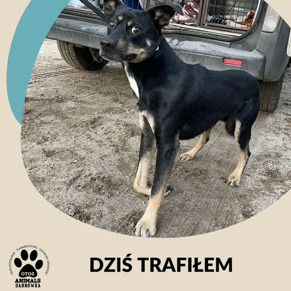 Znaleziono psa, Dąbrówka, 30 listopada 2024 (2/2)