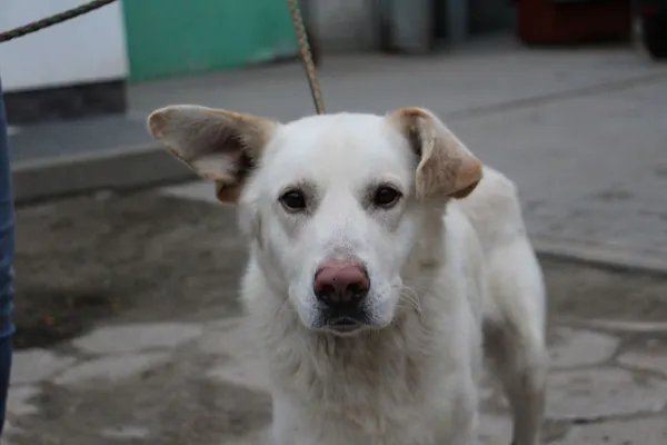 Pies do adopcji, Oborniki, 5 listopada 2024 (5/5)