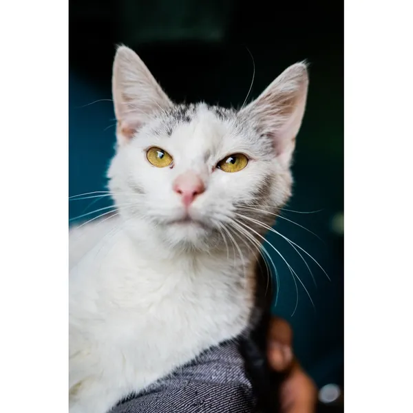 Znaleziono kota, Białystok, 30 sierpnia 2024 (1/5)