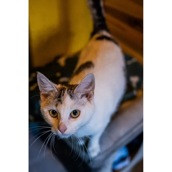 Znaleziono kota, Białystok, 30 sierpnia 2024 (2/5)