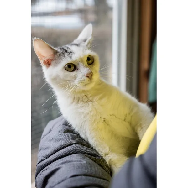 Znaleziono kota, Białystok, 30 sierpnia 2024 (3/5)