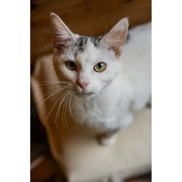 Znaleziono kota, Białystok, 30 sierpnia 2024 (4/5)