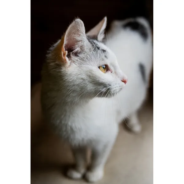 Znaleziono kota, Białystok, 30 sierpnia 2024 (5/5)