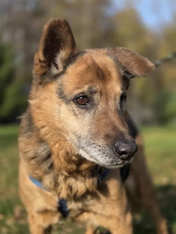 Pies do adopcji, Zgierz, 5 grudnia 2024 (2/5)