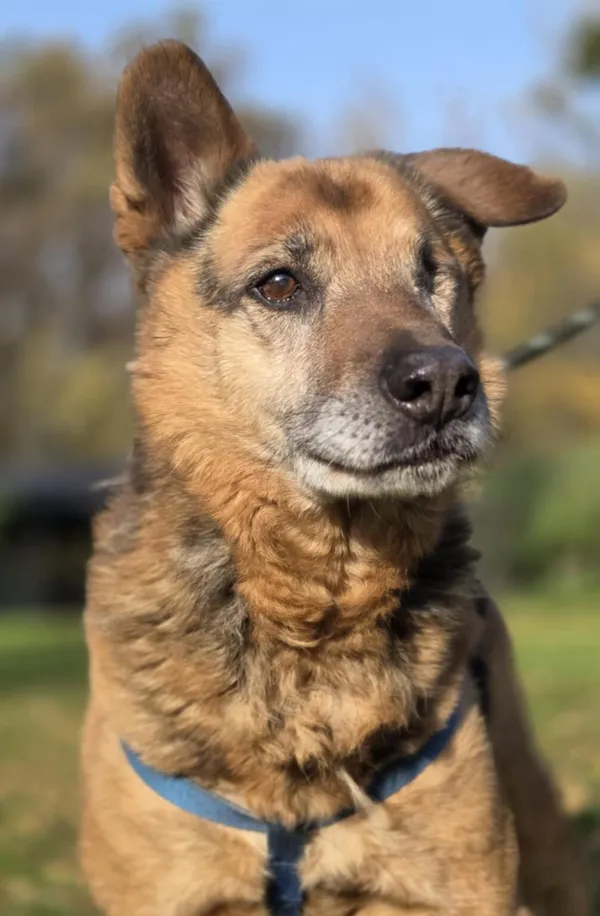 Pies do adopcji, Zgierz, 5 grudnia 2024 (4/5)