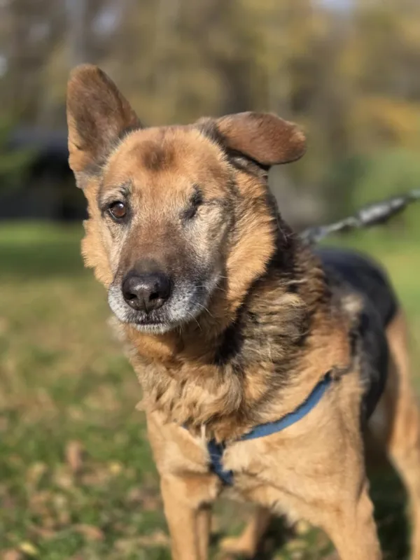 Pies do adopcji, Zgierz, 5 grudnia 2024 (5/5)