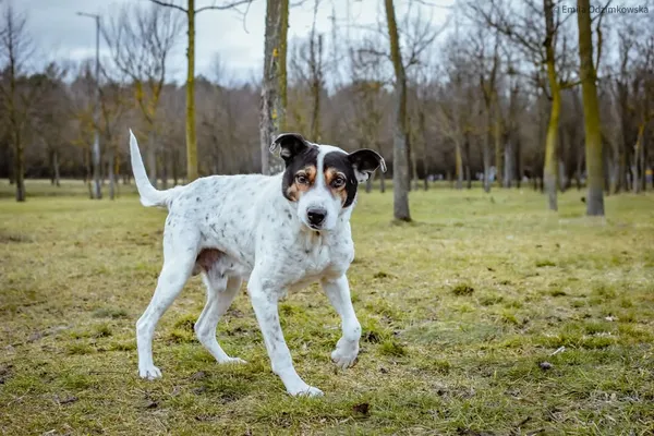 Pies do adopcji, Radom, 12 maja 2025 (1/5)