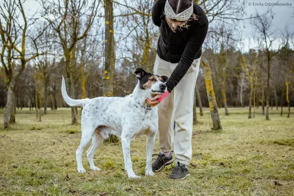 Pies do adopcji, Radom, 12 maja 2025 (3/5)