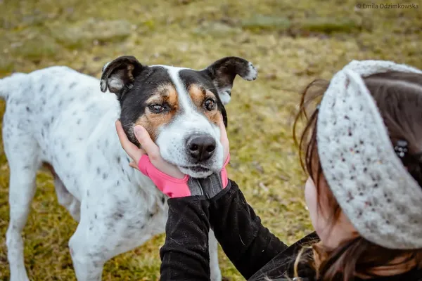 Pies do adopcji, Radom, 12 maja 2025 (4/5)