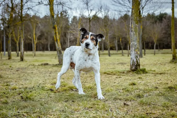 Pies do adopcji, Radom, 12 maja 2025 (5/5)